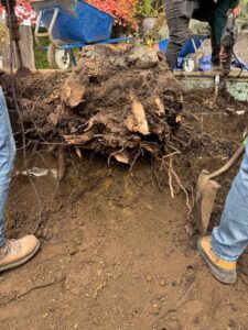 stump-root-removal Close-up of a large tree stump and root ball being extracted from the ground with a jackhammer and shovel during backyard clearing.